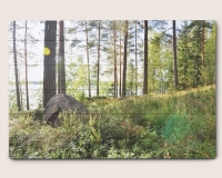 Wald in Finnland